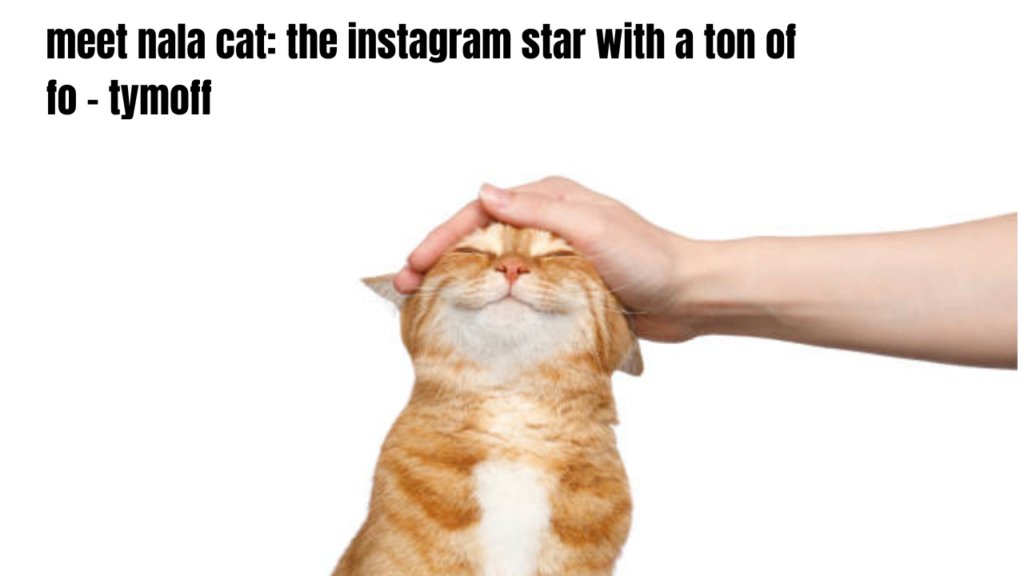 meet nala cat: the instagram star with a ton of fo - tymoff