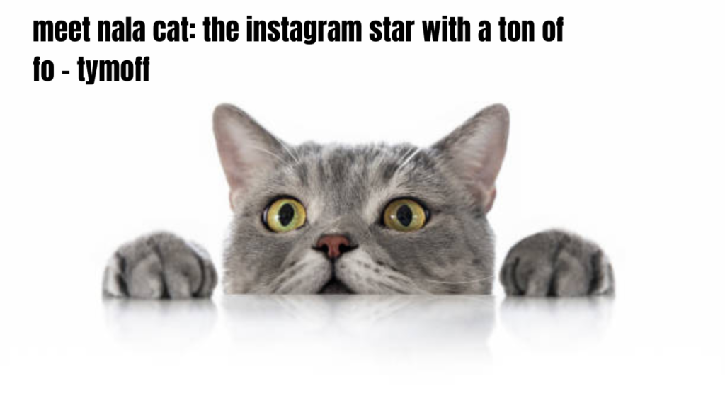 meet nala cat: the instagram star with a ton of fo - tymoff