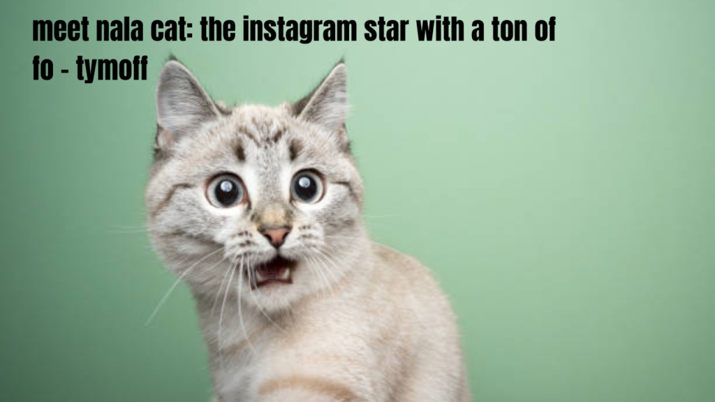 meet nala cat: the instagram star with a ton of fo - tymoff