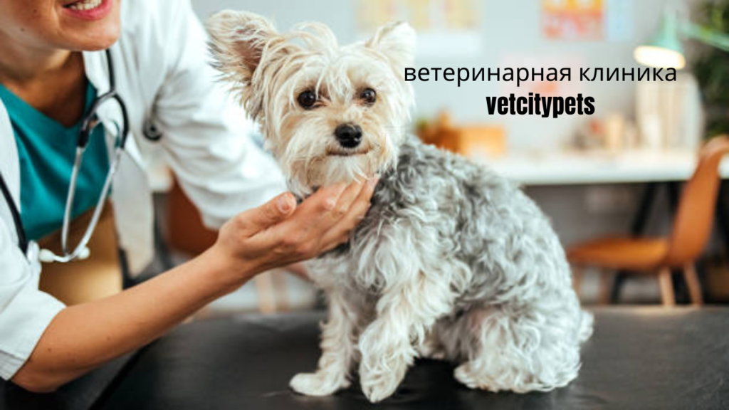 ветеринарная клиника vetcitypets