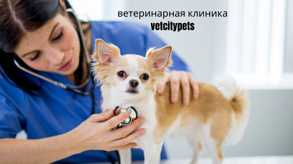 ветеринарная клиника vetcitypets