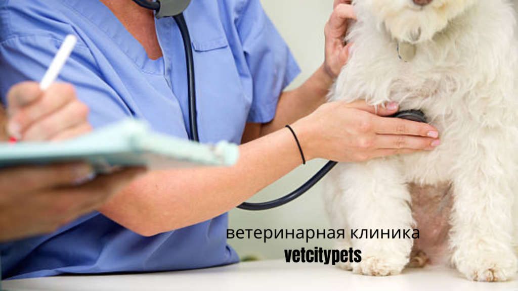 ветеринарная клиника vetcitypets