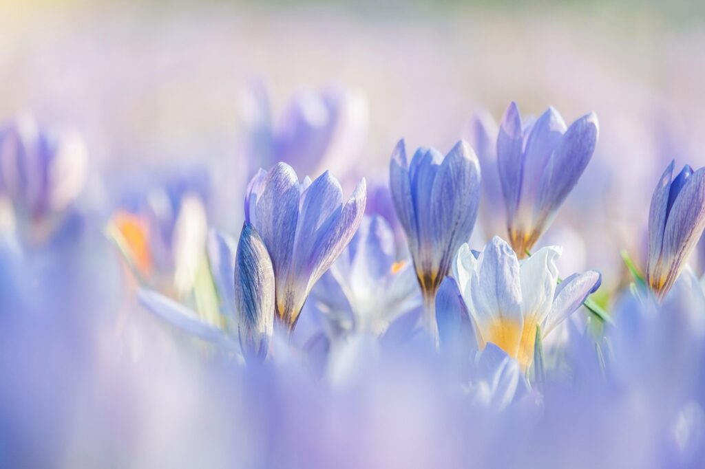 Spring Ferraz A-102914 Right